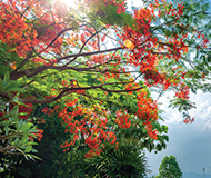 泰国皇太后大学