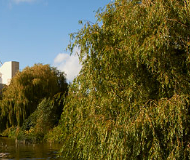 英国约克大学