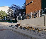 加拿大滑铁卢大学
